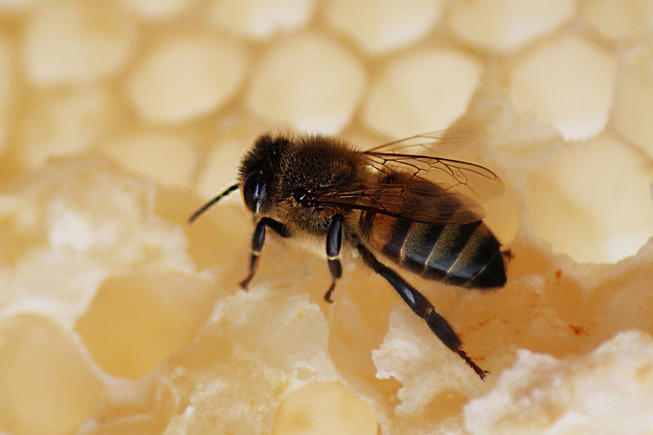 We’re Buzzing at STAUFF