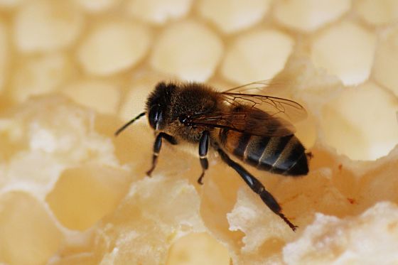 Honey bee