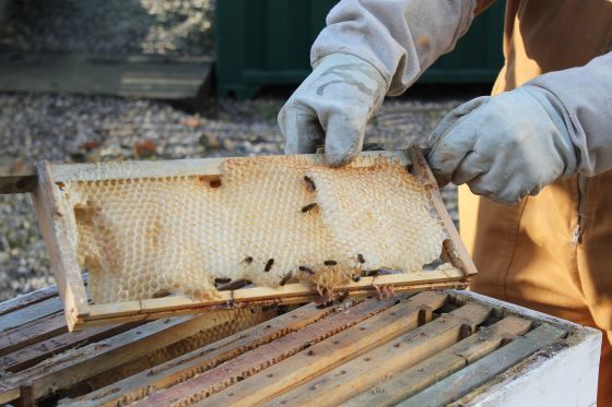 Honey comb