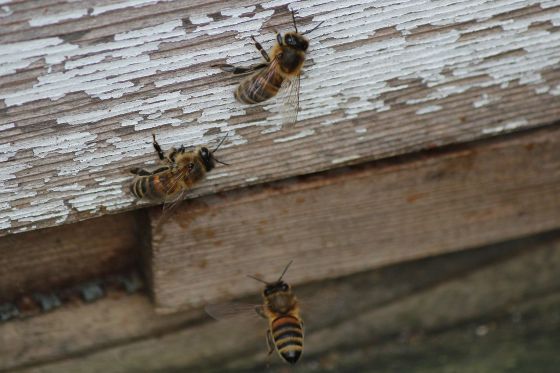 Honey bees going inside the hive