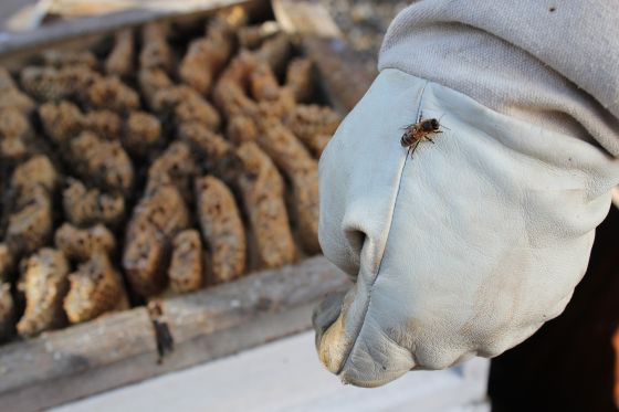 Honey bee on Pete's glove