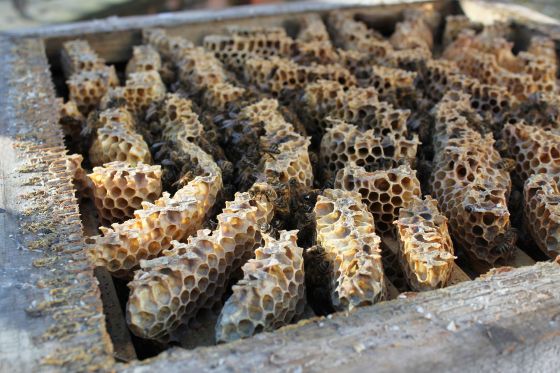 The inside of the hive - honeycomb