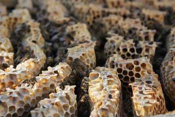 Honey Comb and Bees